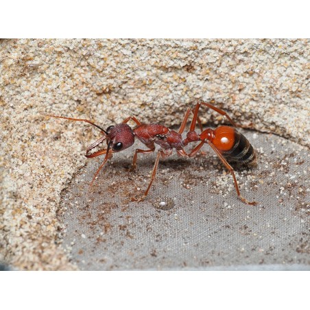 Élevage Myrmecia nigriscapa : Guide de la Fourmi Bouledogue Géante.