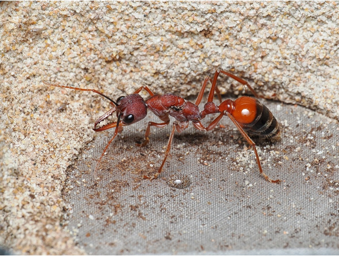 Élevage Myrmecia nigriscapa : Guide de la Fourmi Bouledogue Géante.