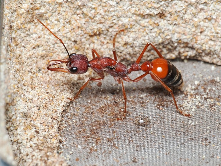 Élevage Myrmecia nigriscapa : Guide de la Fourmi Bouledogue Géante.