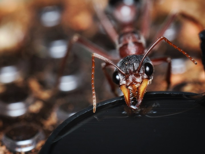 Fiche élevage Myrmecia sp.17 : Guide expert