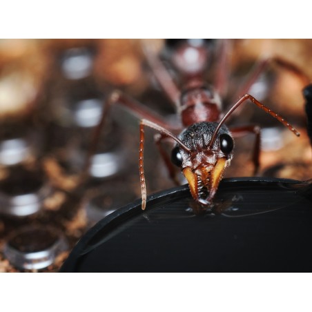 Fiche élevage Myrmecia sp.17 : Guide expert