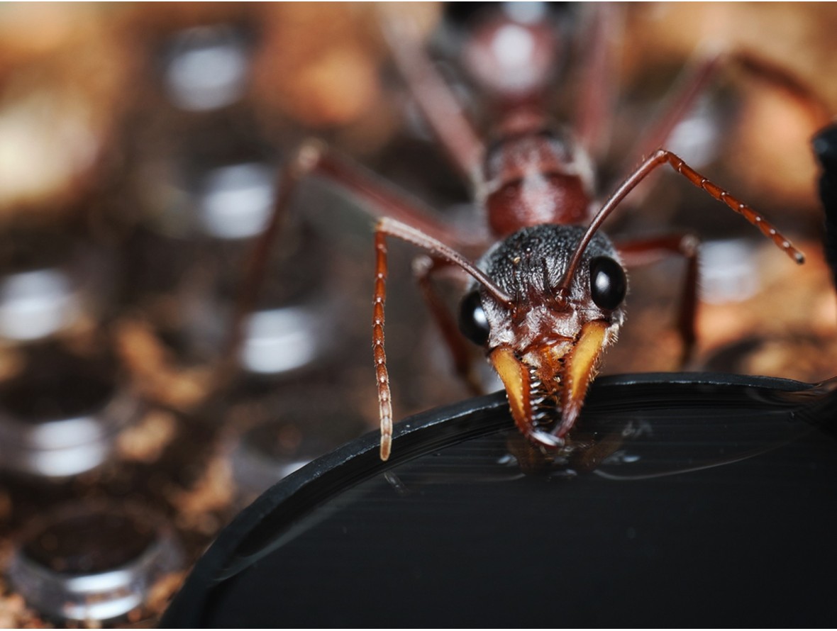 Fiche élevage Myrmecia sp.17 : Guide expert