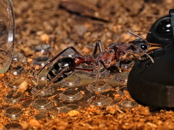 Fiche élevage Myrmecia sp.17 : Guide expert