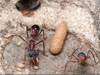 Myrmecia sp17 vivante - Fourmi bouledogue Australie achat