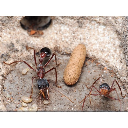 Myrmecia sp17 vivante - Fourmi bouledogue Australie achat