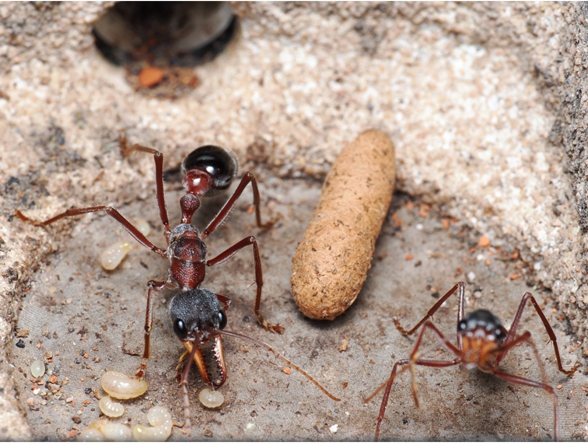 Myrmecia sp17 vivante - Fourmi bouledogue Australie achat