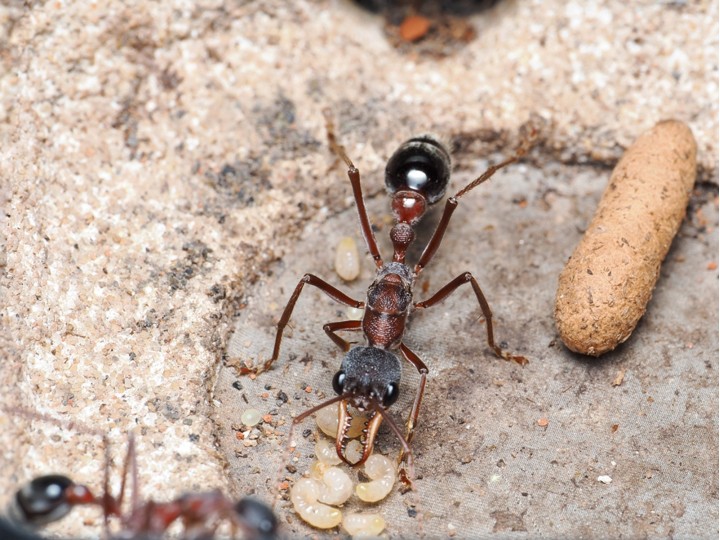 Fiche élevage Myrmecia sp.17 : Guide expert