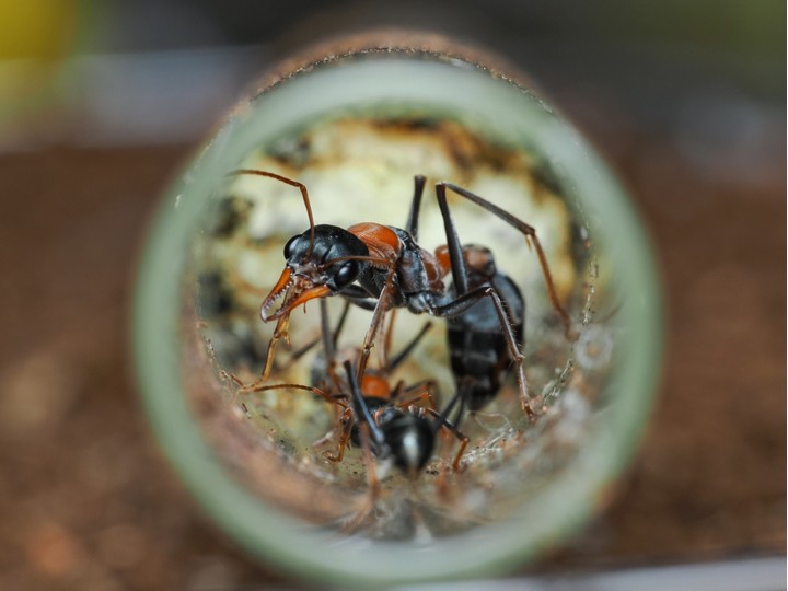 Élevage Myrmecia nigriceps : Guide complet (Fourmi à tête noire).