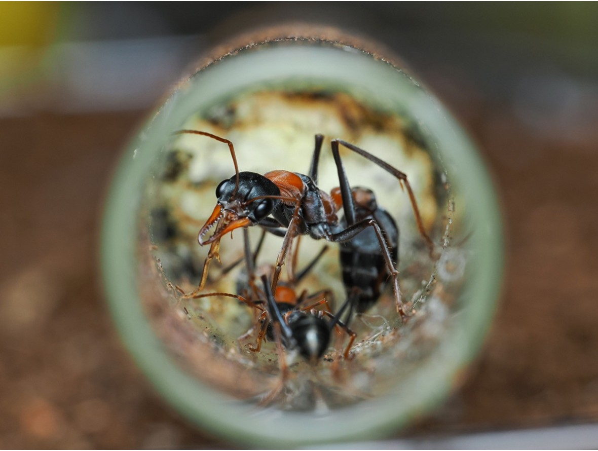 Élevage Myrmecia nigriceps : Guide complet (Fourmi à tête noire).
