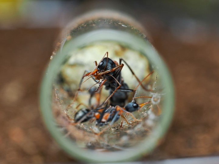 Élevage Myrmecia nigriceps : Guide complet (Fourmi à tête noire).