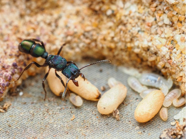 Fiche d'élevage Rhytidoponera metallica : La Fourmi de Métal Verte
