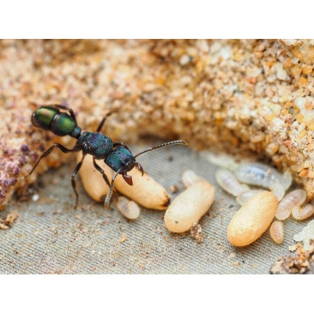Fiche d'élevage Rhytidoponera metallica : La Fourmi de Métal Verte