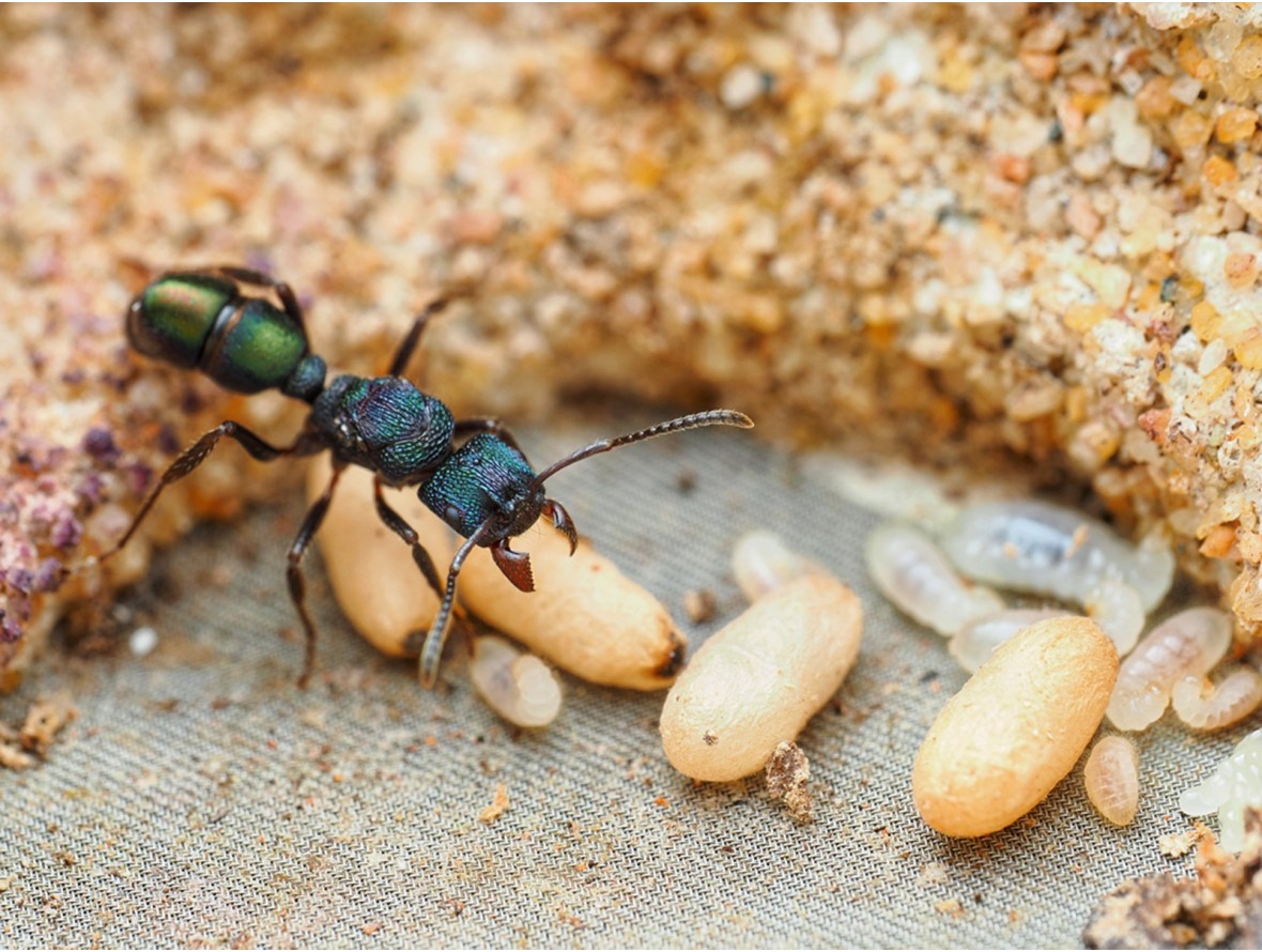 Fiche d'élevage Rhytidoponera metallica : La Fourmi de Métal Verte