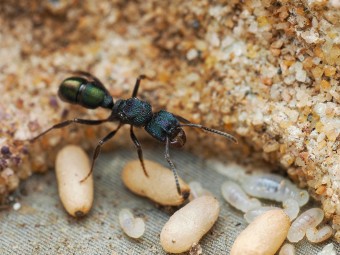 Fiche d'élevage Rhytidoponera metallica : La Fourmi de Métal Verte