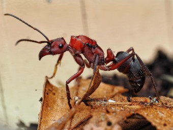 Fiche d'élevage Ectatomma opaciventre : La Fourmi Prédatrice du Cerrado