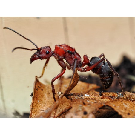 Fiche d'élevage Ectatomma opaciventre : La Fourmi Prédatrice du Cerrado