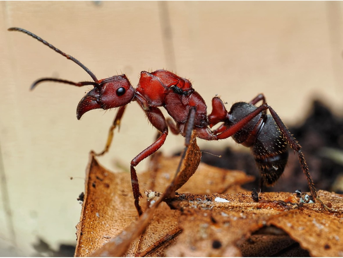 Fiche d'élevage Ectatomma opaciventre : La Fourmi Prédatrice du Cerrado