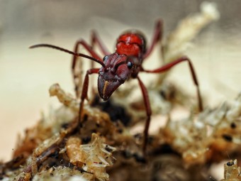 Fiche d'élevage Ectatomma opaciventre : La Fourmi Prédatrice du Cerrado