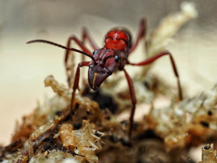 Fiche d'élevage Ectatomma opaciventre : La Fourmi Prédatrice du Cerrado