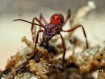 Fiche d'élevage Ectatomma opaciventre : La Fourmi Prédatrice du Cerrado