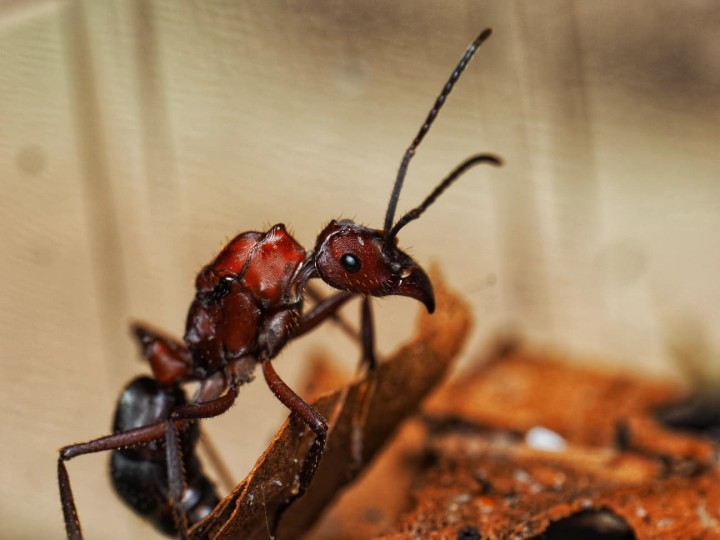 Fiche d'élevage Ectatomma opaciventre : La Fourmi Prédatrice du Cerrado