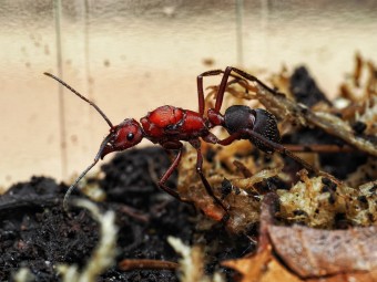 Fiche d'élevage Ectatomma opaciventre : La Fourmi Prédatrice du Cerrado