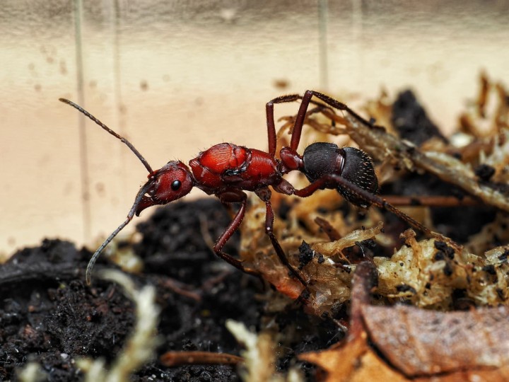 Fiche d'élevage Ectatomma opaciventre : La Fourmi Prédatrice du Cerrado