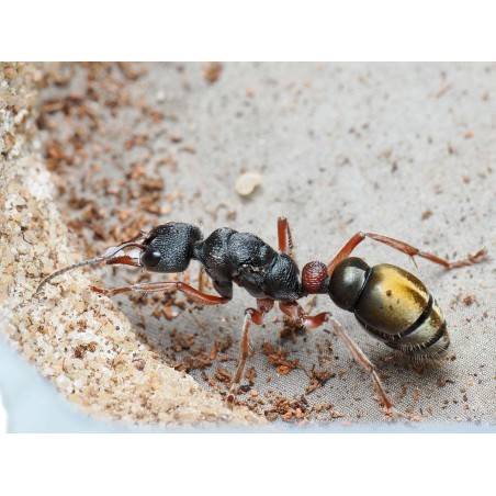 Myrmecia chrysogaster