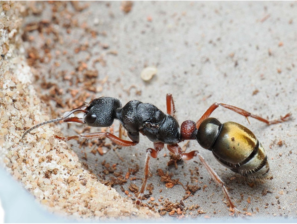 Myrmecia chrysogaster