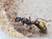 Myrmecia chrysogaster