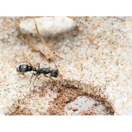 Fiche élevage Myrmecia urens : La petite Bulldog Ant d'Australie.