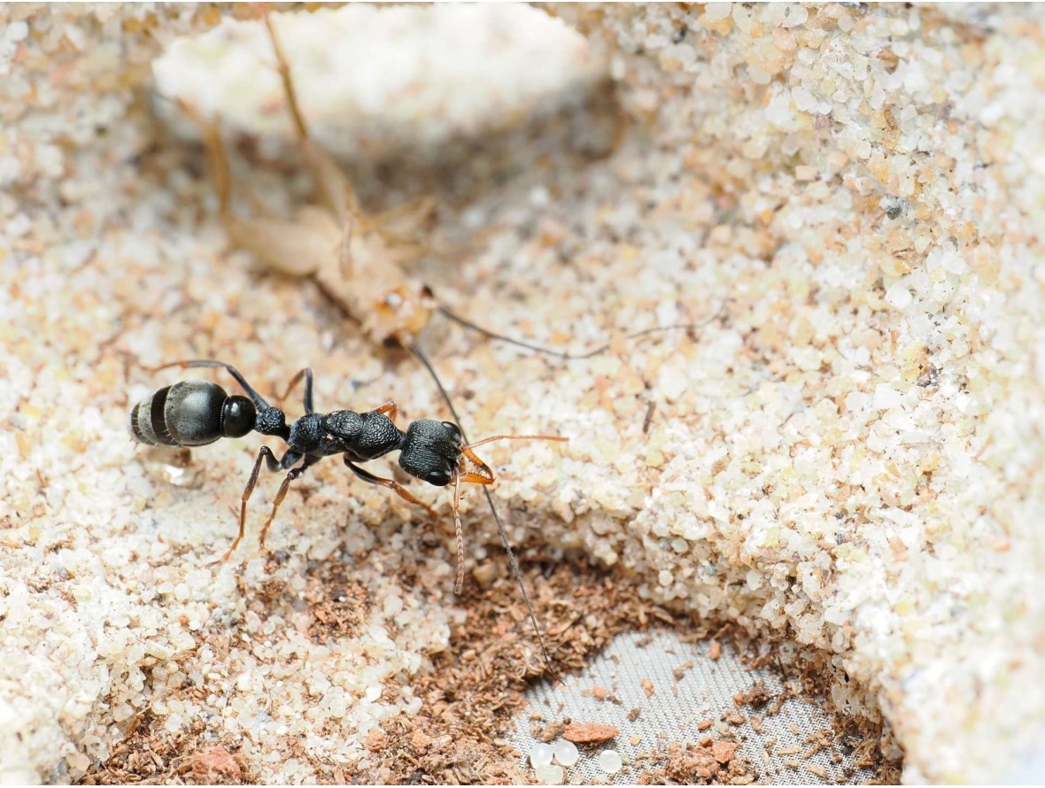 Fiche élevage Myrmecia urens : La petite Bulldog Ant d'Australie.