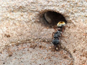 Fiche élevage Myrmecia chrysogaster : La fourmi bouledogue dorée.