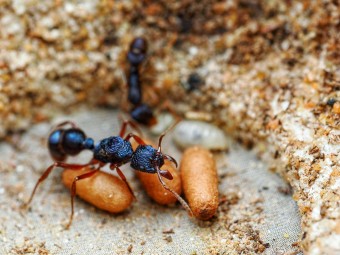 Fiche d'élevage Rhytidoponera chalybaea : La Fourmi Bleu Métallique