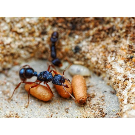Fiche d'élevage Rhytidoponera chalybaea : La Fourmi Bleu Métallique