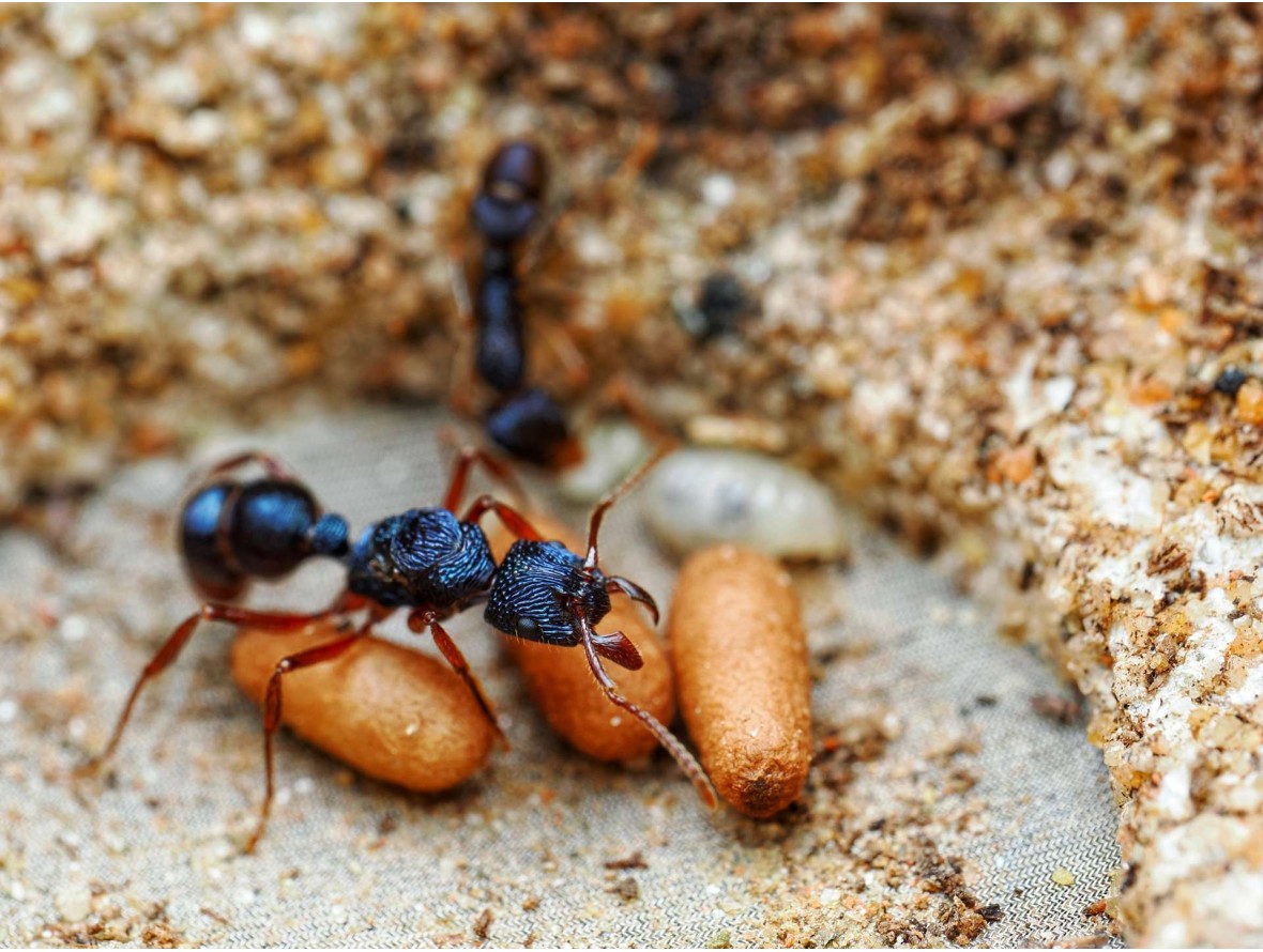 Fiche d'élevage Rhytidoponera chalybaea : La Fourmi Bleu Métallique