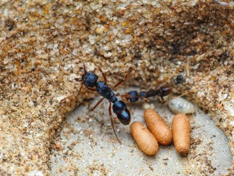 Fiche d'élevage Rhytidoponera chalybaea : La Fourmi Bleu Métallique