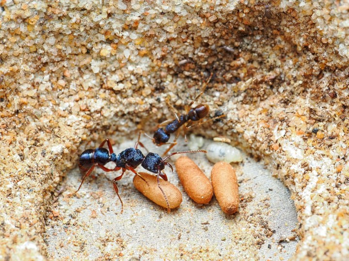 Fiche d'élevage Rhytidoponera chalybaea : La Fourmi Bleu Métallique