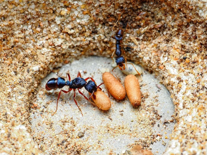 Fiche d'élevage Rhytidoponera chalybaea : La Fourmi Bleu Métallique