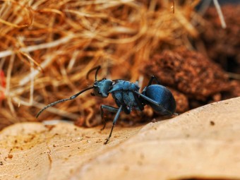 Fiche d'élevage Polyrhachis cyaniventris : La Fourmi à l'Abdomen Bleu