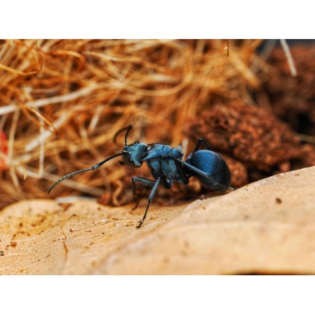 Fiche d'élevage Polyrhachis cyaniventris : La Fourmi à l'Abdomen Bleu