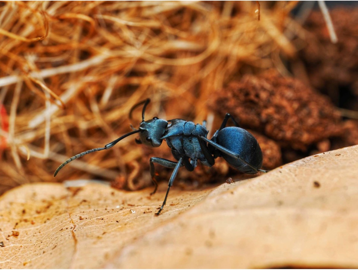 Fiche d'élevage Polyrhachis cyaniventris : La Fourmi à l'Abdomen Bleu