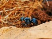 Fiche d'élevage Polyrhachis cyaniventris : La Fourmi à l'Abdomen Bleu