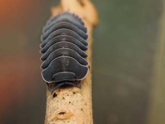 Fiche d'élevage Isopode Ardentiella "Black Hole" : Le Cloporte de Collection