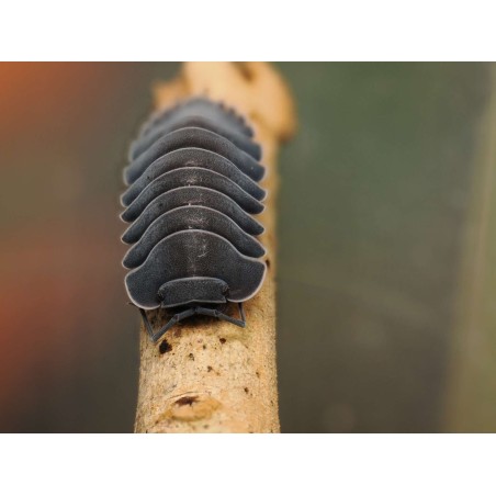 Fiche d'élevage Isopode Ardentiella "Black Hole" : Le Cloporte de Collection