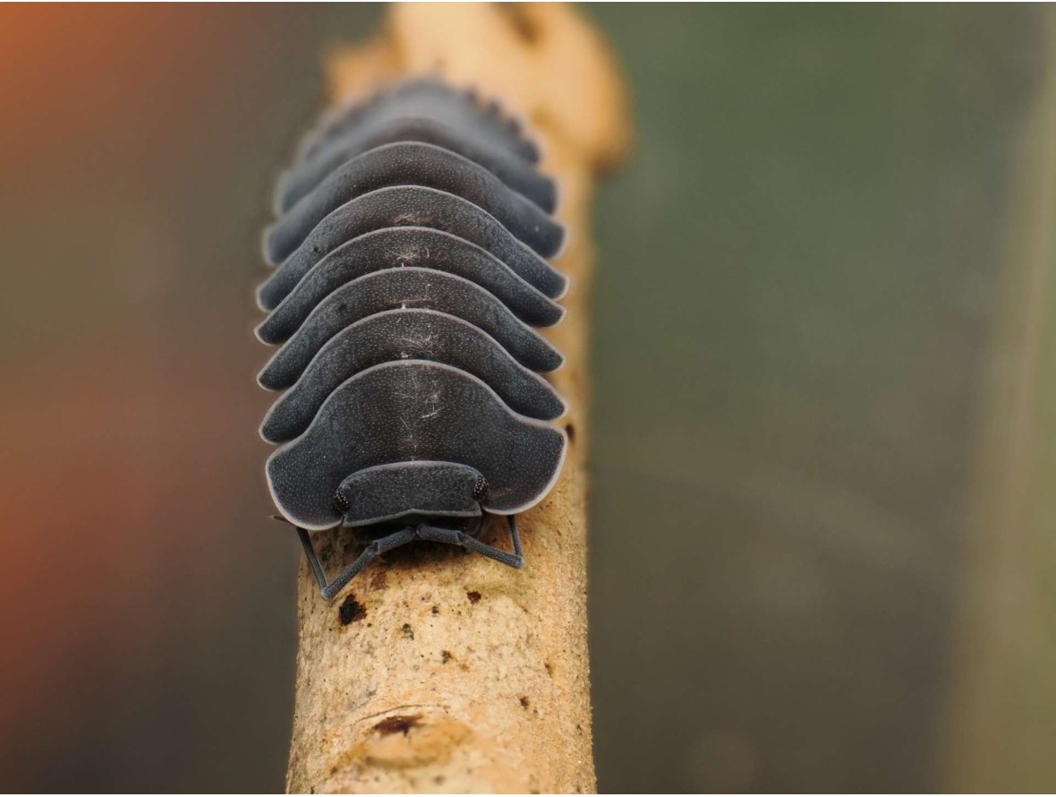 Fiche d'élevage Isopode Ardentiella "Black Hole" : Le Cloporte de Collection