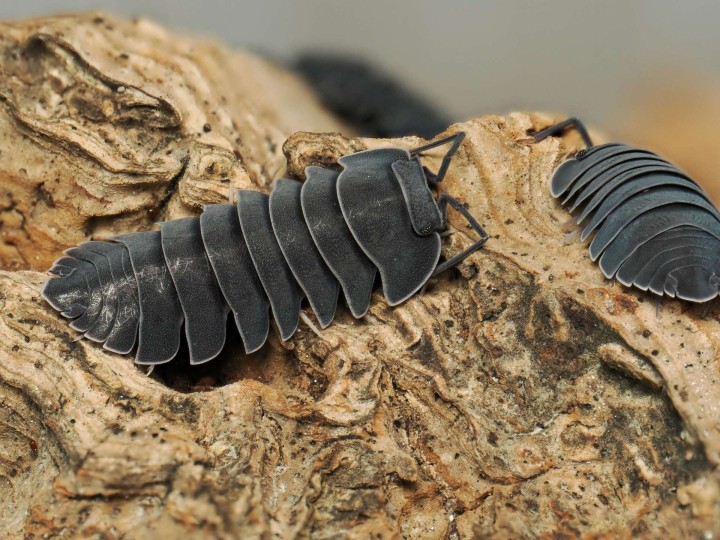 Fiche d'élevage Isopode Ardentiella "Black Hole" : Le Cloporte de Collection