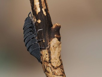 Fiche d'élevage Isopode Ardentiella "Black Hole" : Le Cloporte de Collection