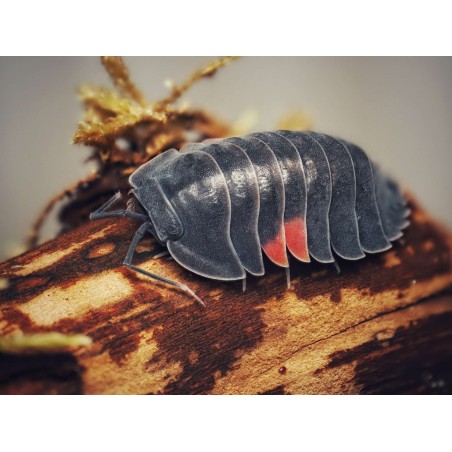 Fiche d'élevage Isopode Ardentiella "Lava" : Le Cloporte Incandescent