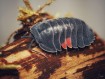 Fiche d'élevage Isopode Ardentiella "Lava" : Le Cloporte Incandescent